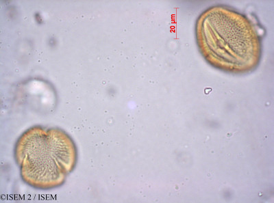 Chironia decumbens - lame n° 36496